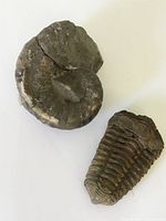 Photo showing both an ammonite and trilobite fossil side by side on a white background, clear view of size and shape