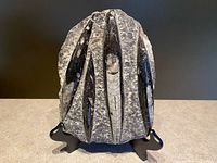 Front view of the Orthoceras fossil slab on a stand, showing all fossils in full.