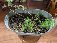 Oval galvanized pail with live herb plants in soil, showing multiple angles.