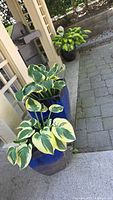 Two hosta plants in blue ceramic planters placed outside near a patio with gray paved flooring and a beige wall.