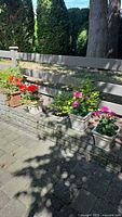 Four outdoor potted plants lined up on a low stone wall with a wooden fence and greenery in the background under sunlight.