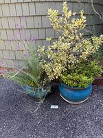 Two blue ceramic flower pots with mixed annual plants against shingle siding background on asphalt.