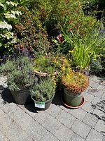 Overview image of five potted outdoor plants arranged on brick patio showing different species including lavender, foliage, and flowering types.