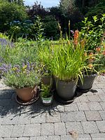 Wide view showing all five potted plants placed on outdoor stone patio, showcasing different plant types and sizes.