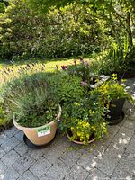 Five outdoor potted plants arranged on stone patio with varied flowering and leafy plants