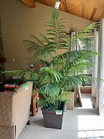 Overall view of the full-height faux palm plant in living room setting