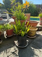 Front view of the assorted plants and terra-cotta pots by poolside on patio.