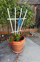Large terra-cotta pot with flowering plants and white wooden trellis tied with blue ribbon, placed outdoors on concrete surface near wooden fence and greenery.