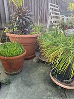 Photo of several potted plants including grass-like and leafy plants in terracotta pots and black plastic pots on outdoor patio