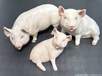 Front view of three John Aynsley porcelain pig figurines together on black surface showing their face details and size differences