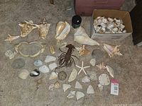 Overview of the shell collection and other items spread out on the floor, including large conch shells, smaller shells, coral, sand dollars, starfish, a jawbone, and a toy lobster.
