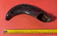 Buffalo horn with natural texture, placed alongside a measuring tape showing length.