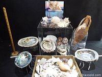 Full lot view showing shells, abalone, risers, tray