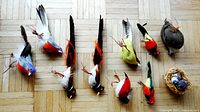 Top view showing all nine feathered birds arranged in a row plus two birds in a nest.