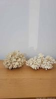 Photo showing two natural white coral specimens side by side on a wooden surface against a white wall.