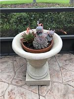 Full view of succulent plant grouping in the clay pot on the grey urn stand from the front.