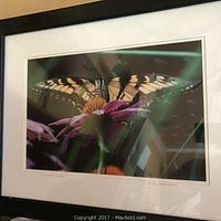 Photo of a matted and framed photograph featuring a yellow and black butterfly on purple flowers, with a black frame.