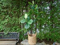 Full view of the large artificial plant showing green broad leaves and woven wicker basket base. Bench and greenery in background.