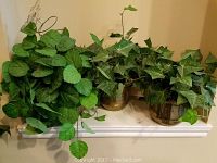 Close-up of two medium artificial leafy plants in metal pots on white shelf, one with ivy and the other leafy green plant