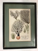 Photo showing framed print of Coralliina species of sea coral with scientific names on paper, green matting and black frame under glass.