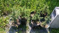Group of six potted Blue Spruce trees outdoors on soil and grass.