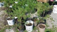 Photo showing group of six potted evergreen trees in plastic pots set outdoors.