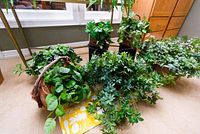 Overall view of 9 faux plants on floor near window, some in woven baskets and pots, showing different types of green foliage.