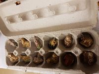 Two images showing two sets of 12 vintage ceramic tea figurines each, placed in egg cartons. Figurines include various animal and human shapes hand-painted in earthy tones.