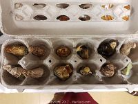 Top-down image of a cardboard egg carton holding 12 vintage ceramic animal figurines, carefully placed in each egg cup