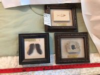 Set of three framed fossils including dolphins and fern fossils displayed on fabric backing with tags