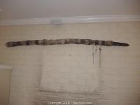 Full view of fur-covered spear mounted on wall