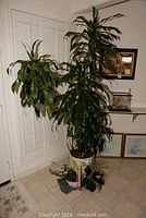 Tall living plant with long green leaves standing next to two smaller plants in pots and basket on indoor tiled floor.