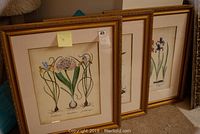 Three framed botanical floral artworks arranged leaning against a wall on carpet. Gold frames, cream mats, visible botanical illustrations.