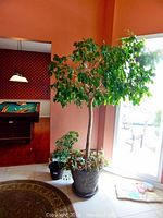 Ficus tree with ivy in faux cement pot placed near a sliding glass door inside a room with orange walls and tile flooring.