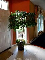 Full view of live Ficus tree with dense green leaves in cement planter near a window