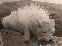 Close-up of the print showing a white wolf resting on rocky terrain with detailed fur and naturalistic style.