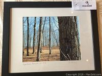 Photo showing the framed photographic print of trees in early spring with size and framing details.