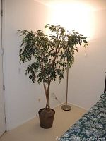 Full view of faux Ficus tree next to lamp and door illustrating height and appearance indoors.
