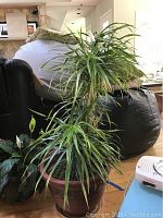 Photo of a tall potted indoor plant with long narrow, slender green leaves, approximately 39 inches tall.