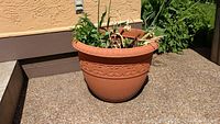 Large terra cotta planter with decorative rim and live plants in front of a beige wall