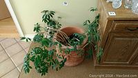 Live green plant positioned inside a large terra cotta pot, spread of leaves visible next to furniture in a room.