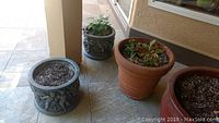 Five outdoor plant pots arranged on tiled patio with some containing live plants and some empty with soil.