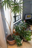 Tall live plant with long narrow leaves and textured trunk in large terracotta pot showing wear