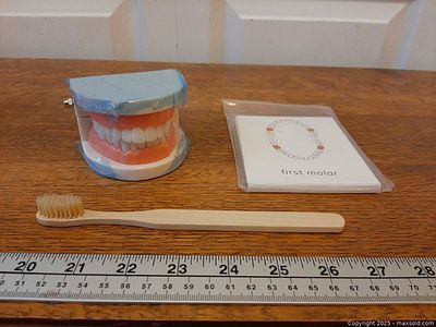 Montessori teeth brushing activity set | Maxsold