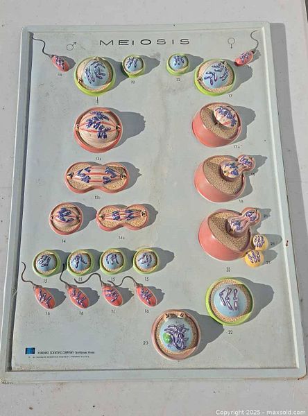 Hubbard Scientific 3D Meiosis Wall Chart | Maxsold